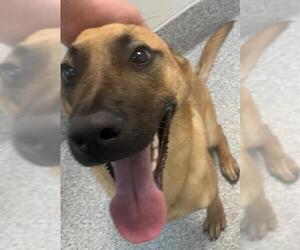 Mutt Dogs for adoption in Houston, TX, USA