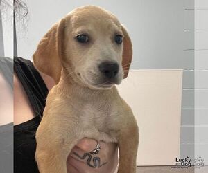 Labrador Retriever-Unknown Mix Dogs for adoption in Washington, DC, USA