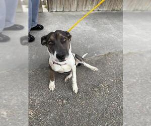 Staffordshire Bull Terrier Dogs for adoption in Houston, TX, USA
