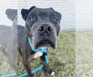 Mutt Dogs for adoption in Rowlett, TX, USA