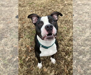 American Pit Bull Terrier-Unknown Mix Dogs for adoption in Virginia Beach, VA, USA