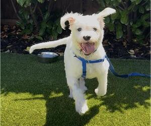 Mutt Dogs for adoption in Redwood City, CA, USA