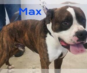 Boxer Dogs for adoption in Knoxville, IA, USA