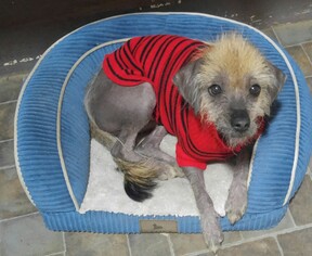 American Hairless Terrier Dogs for adoption in Wilmington, DE, USA