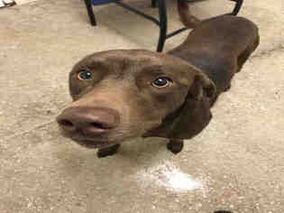Lab-Pointer Dogs for adoption in Lawrence, KS, USA