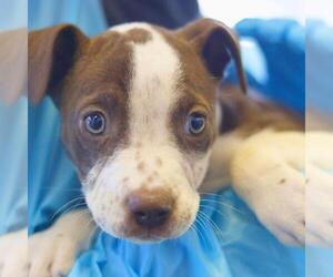 American Staffordshire Terrier-Unknown Mix Dogs for adoption in San Antonio, TX, USA