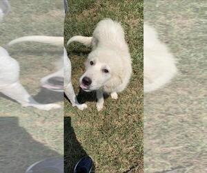 Great Pyrenees Dogs for adoption in Cushing, OK, USA