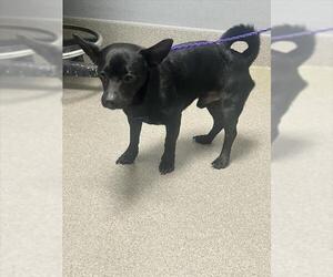 Chihuahua-Unknown Mix Dogs for adoption in Las Vegas, NV, USA