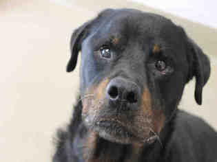 Rottweiler Dogs for adoption in Decatur, IL, USA