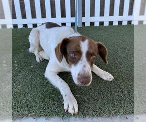 --Border Collie Mix Dogs for adoption in Modesto, CA, USA