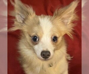Chihuahua Dogs for adoption in Cumming, GA, USA