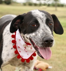 Pointer Dogs for adoption in Carrollton, TX, USA