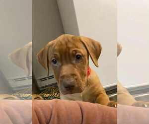 Labrador Retriever-Unknown Mix Dogs for adoption in Mechanicsburg, PA, USA