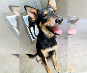 German Shepherd Dog Dogs for adoption in San Bernardino, CA, USA