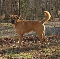 Small Anatolian Shepherd