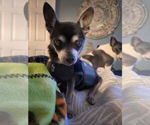 Chihuahua Dogs for adoption in Gulfport, MI, USA