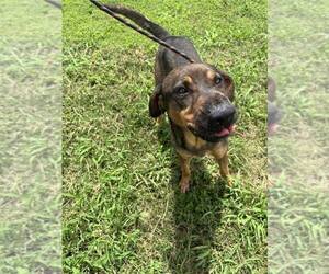 Mutt Dogs for adoption in Abbeville, LA, USA