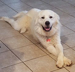 Great Pyrenees Dogs for adoption in Potomac, MD, USA