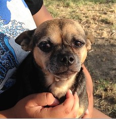 Medium Photo #1 Chihuahua-Unknown Mix Puppy For Sale in Rancho Santa Margarita, CA, USA