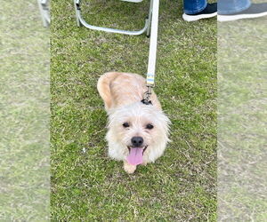 Mutt Dogs for adoption in Mooresville, NC, USA