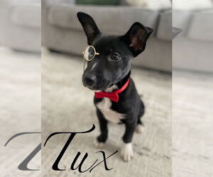 Medium Photo #4 Aussie Siberian Puppy For Sale in Hillsboro, MO, USA