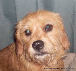 Schweenie Dogs for adoption in Crossville, AL, USA
