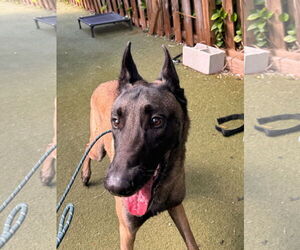 Mutt Dogs for adoption in Stevens Point, WI, USA