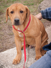 Mutt Dogs for adoption in Oxford, NC, USA