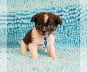 Mutt Dogs for adoption in Spring Lake, NC, USA