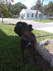 Medium Photo #1 Boxer Puppy For Sale in Sanford, FL, USA