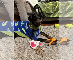Doberman Pinscher Dogs for adoption in Minneaoplis, MN, USA