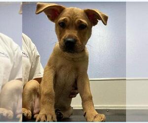 Labrador Retriever-Unknown Mix Dogs for adoption in Coldwater, MI, USA