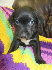 Labrador Retriever-Unknown Mix Dogs for adoption in Tunica, MS, USA