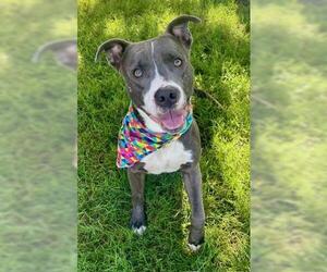 American Pit Bull Terrier-Unknown Mix Dogs for adoption in Tulsa, OK, USA
