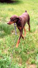 Doberman Pinscher Dogs for adoption in lafayette, IN, USA
