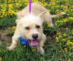 Cairn Terrier Dogs for adoption in Arlington, TX, USA