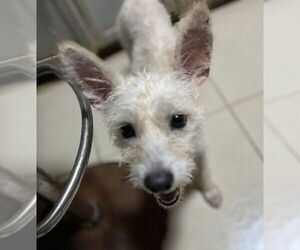 Medium Photo #3 Mutt Puppy For Sale in San Diego, CA, USA