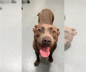 Mutt Dogs for adoption in Baytown, TX, USA