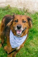 Mutt Dogs for adoption in Syracuse, NY, USA
