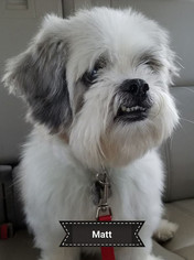 Shih Tzu Dogs for adoption in Kennesaw, GA, USA