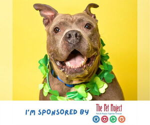 American Staffordshire Terrier Dogs for adoption in Fort Lauderdale, FL, USA