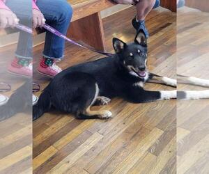 Border Collie-Unknown Mix Dogs for adoption in Granbury, TX, USA