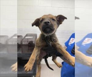 German Shepherd Dog-Unknown Mix Dogs for adoption in San Bernardino, CA, USA