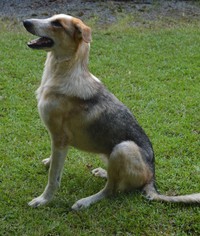 German Shepherd Dog Dogs for adoption in Thibodaux, LA, USA