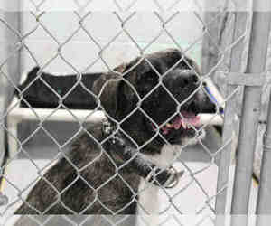 Presa Canario Dogs for adoption in Grasswood, Saskatchewan, Canada