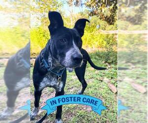 Mutt Dogs for adoption in Tallahassee, FL, USA