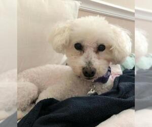 Bichon Frise Dogs for adoption in Placentia, CA, USA