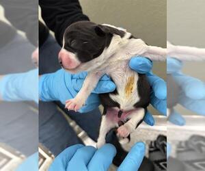 American Staffordshire Terrier-Unknown Mix Dogs for adoption in San Antonio, TX, USA