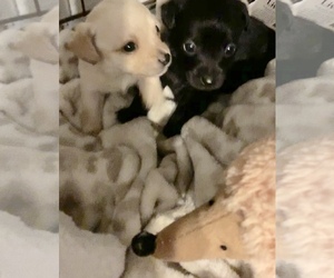 Malchi Dogs for adoption in Colton, CA, USA