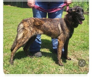 Holland Shepherd-Unknown Mix Dogs for adoption in Imlay City, MI, USA